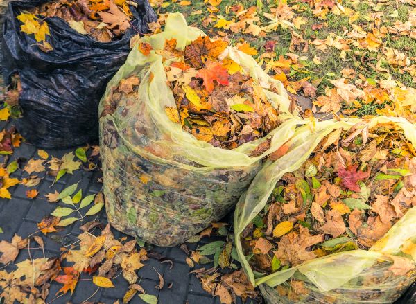 Yard Cleanup Service in San Jose