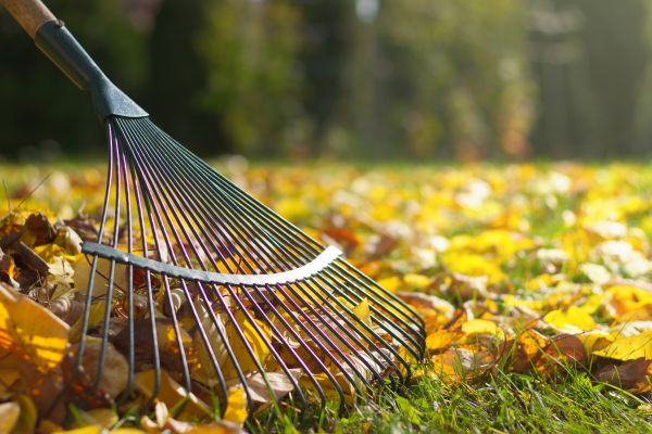 Leaf Raking Service in San Jose