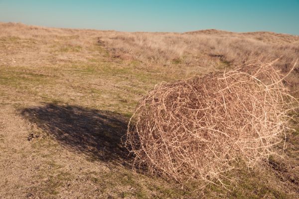 Tumbleweed Removal in San Jose