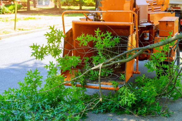 Tree Branches Removal in San Jose