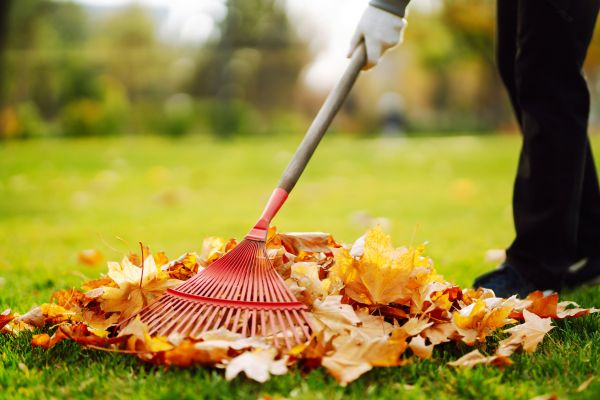 Ditch Leaf Removal in San Jose