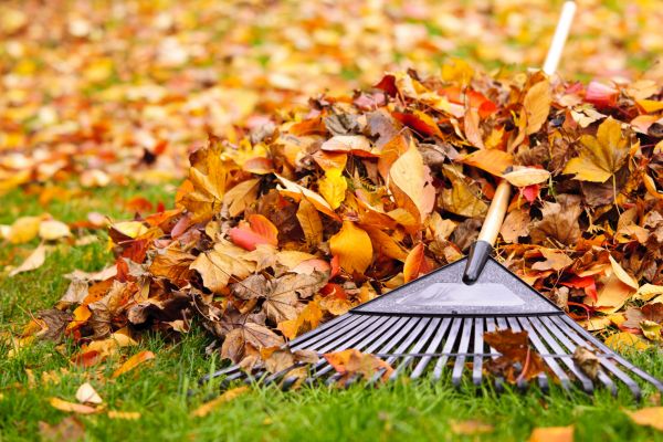 Yard Leaf Removal in San Jose