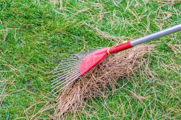 Yard Raking in San Jose