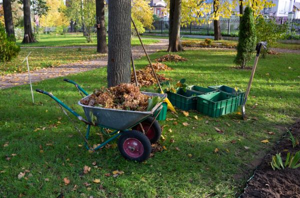 Leaf Clearing Service in San Jose