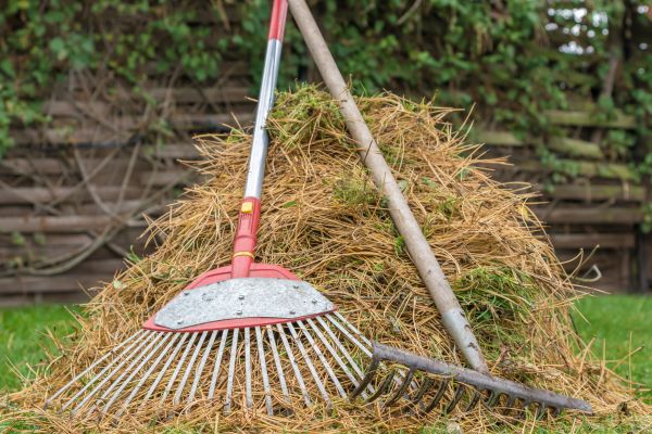 Pine Straw Clearing in San Jose