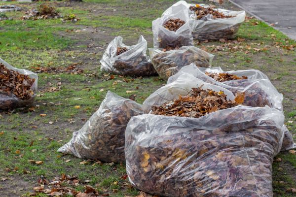 Leaf Pile Disposal in San Jose