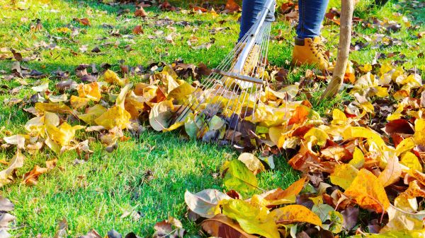 Lawn Cleanup Service in San Jose